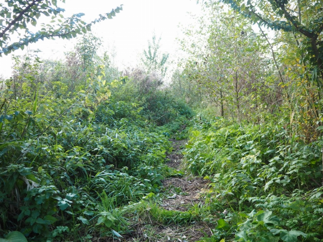 De supermarkt van de natuur: rondleiding in het Voedselbos